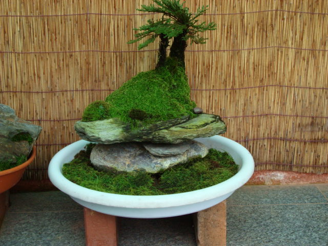 DSC00333.JPG