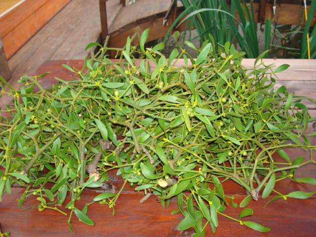 DSC00688.JPG