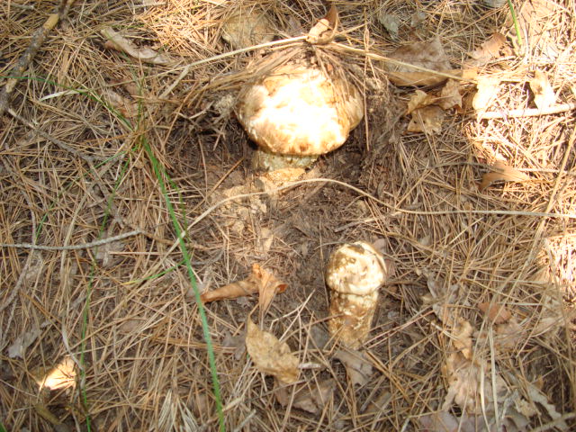 DSC00687.JPG
