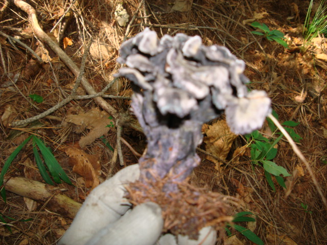 DSC00686.JPG
